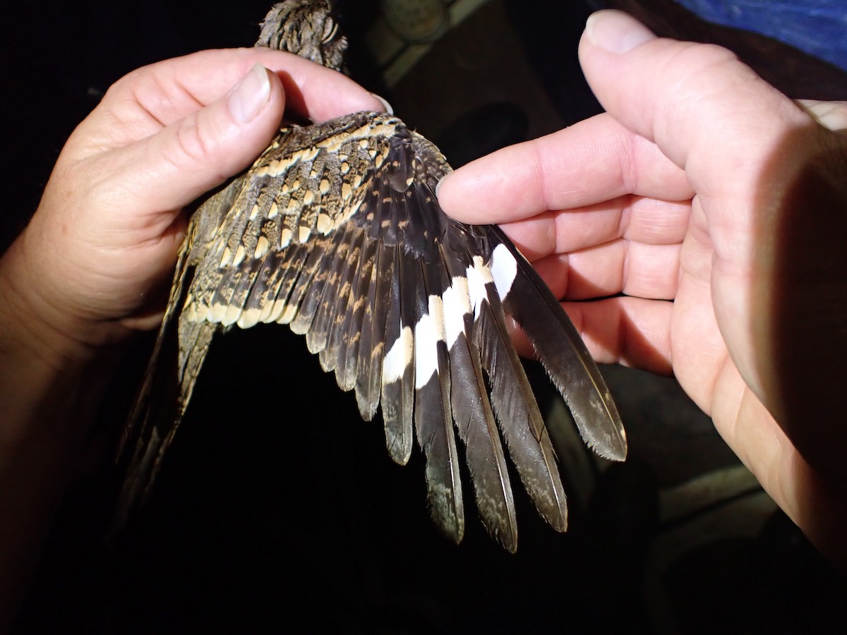 Donaldson Smith's Nightjar - ML645538064