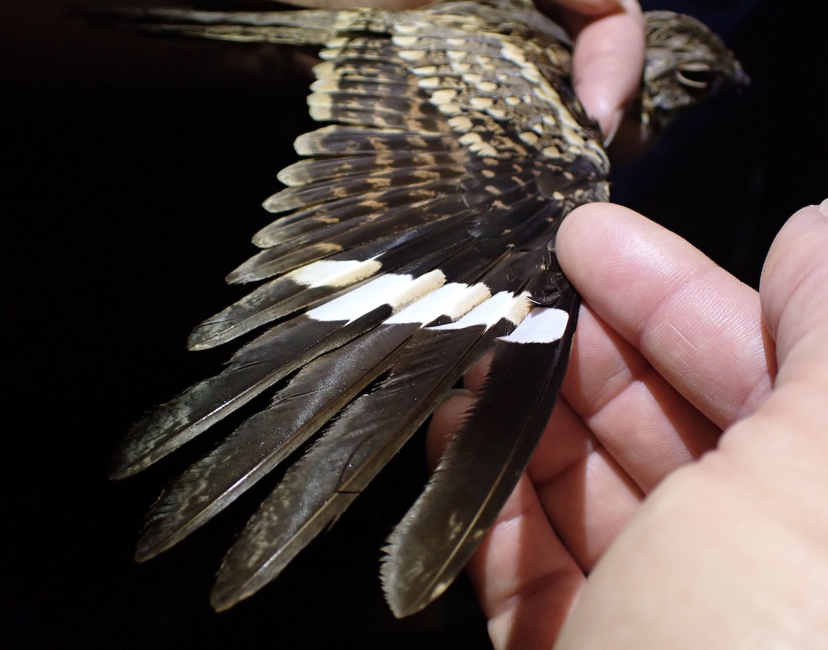 Donaldson Smith's Nightjar - ML645538065