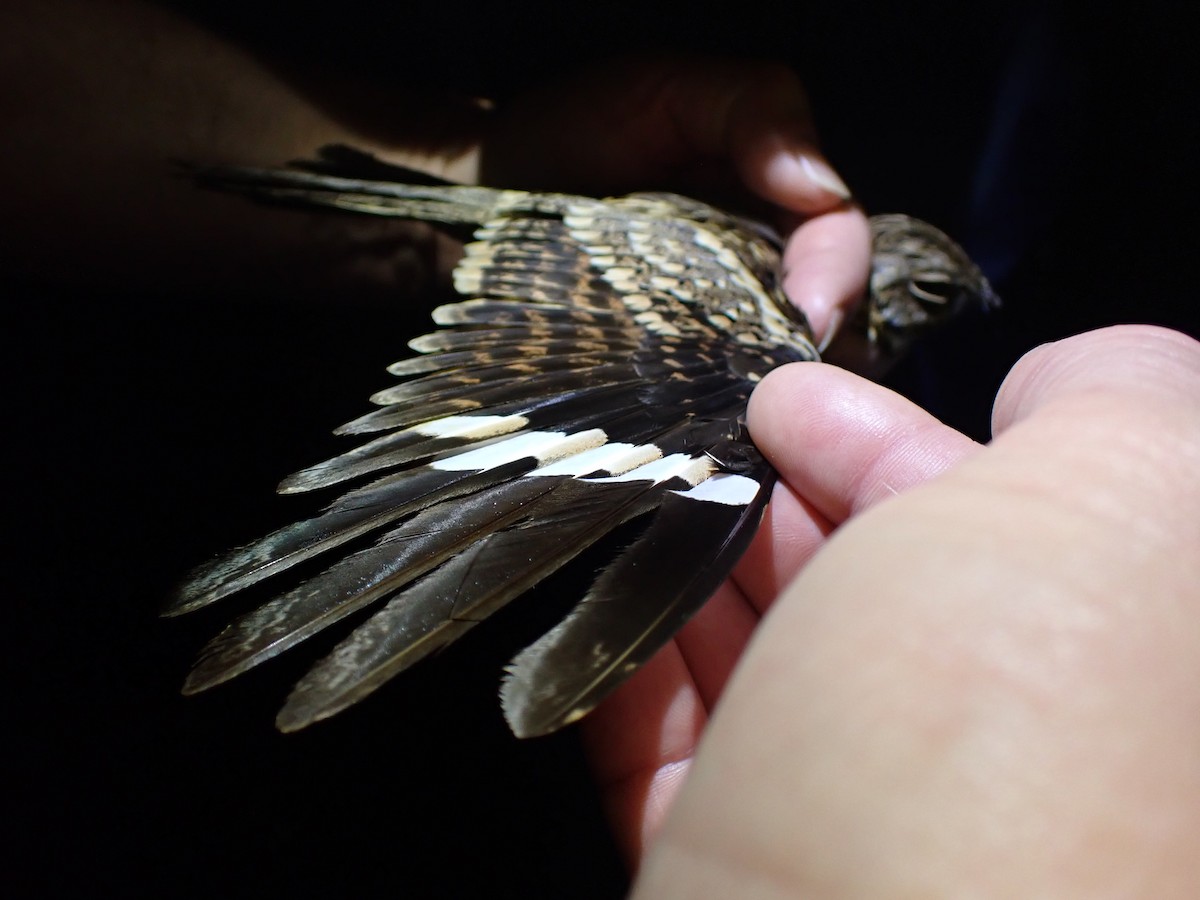 Donaldson Smith's Nightjar - ML645538066