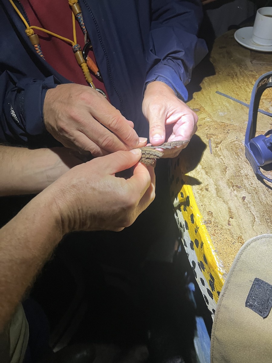 Donaldson Smith's Nightjar - ML645538071