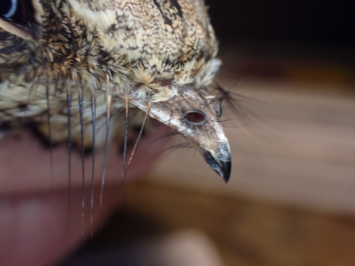 Donaldson Smith's Nightjar - ML645538076