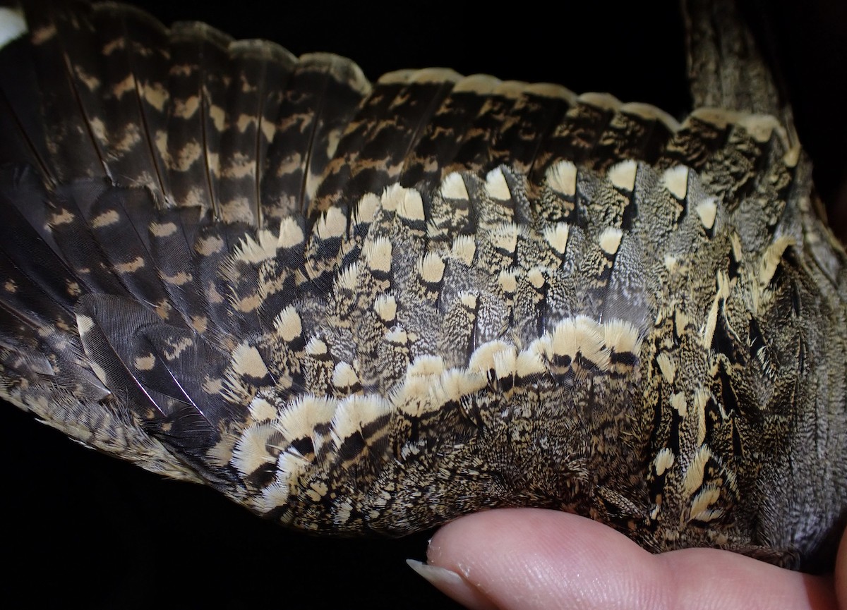 Donaldson Smith's Nightjar - ML645538077