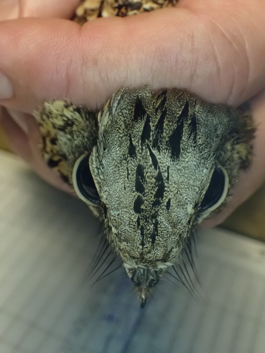 Donaldson Smith's Nightjar - ML645538078