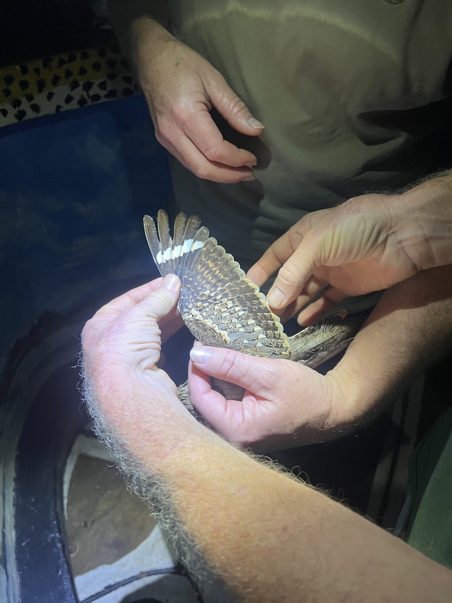 Donaldson Smith's Nightjar - ML645538079