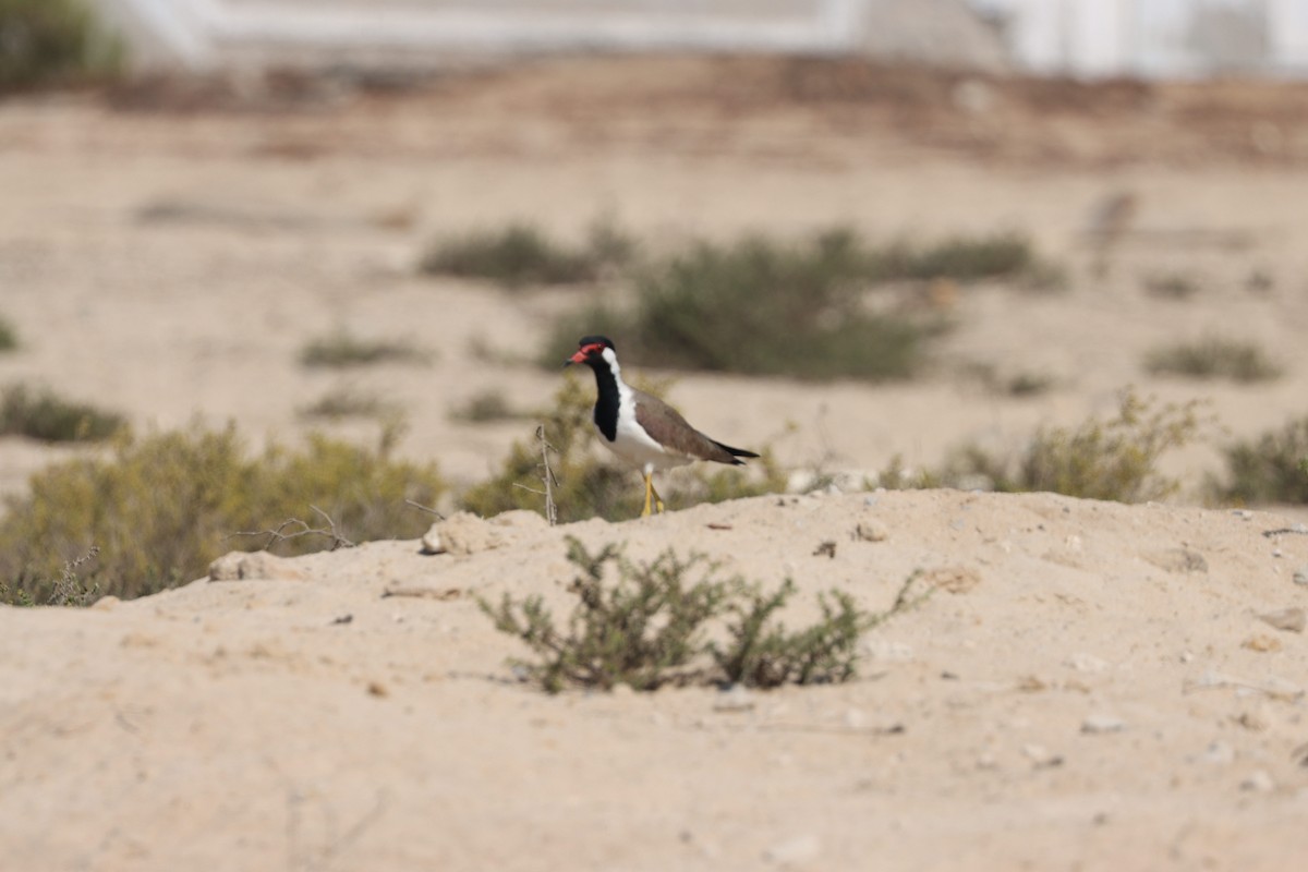 Red-wattled Lapwing - ML645538083