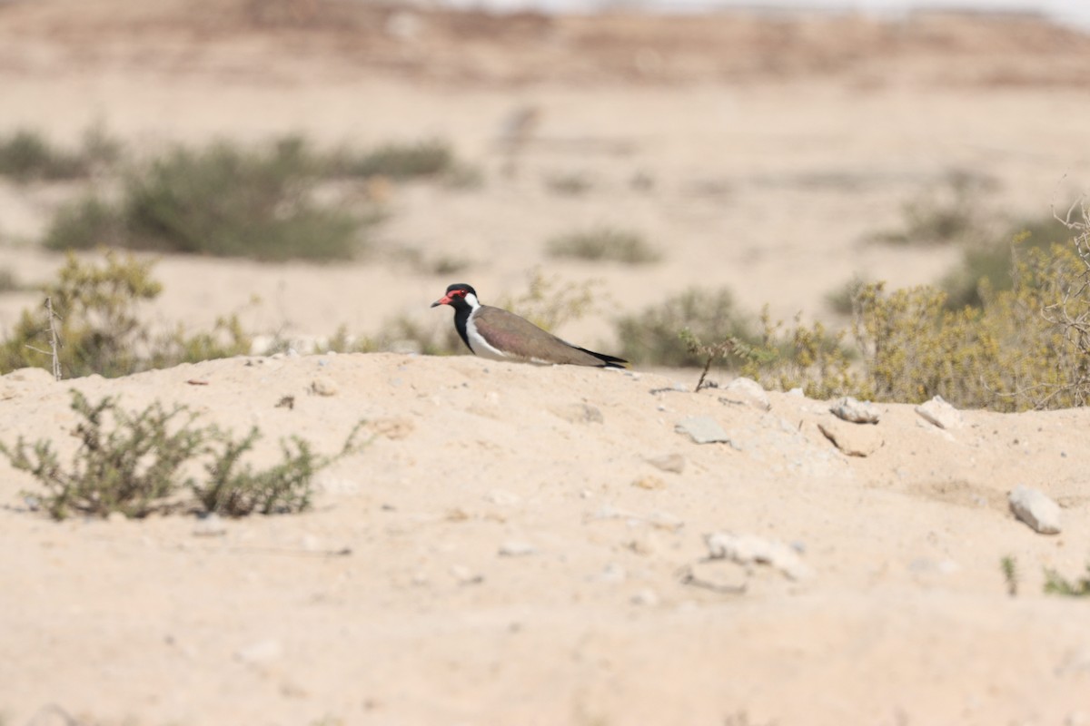 Red-wattled Lapwing - ML645538084