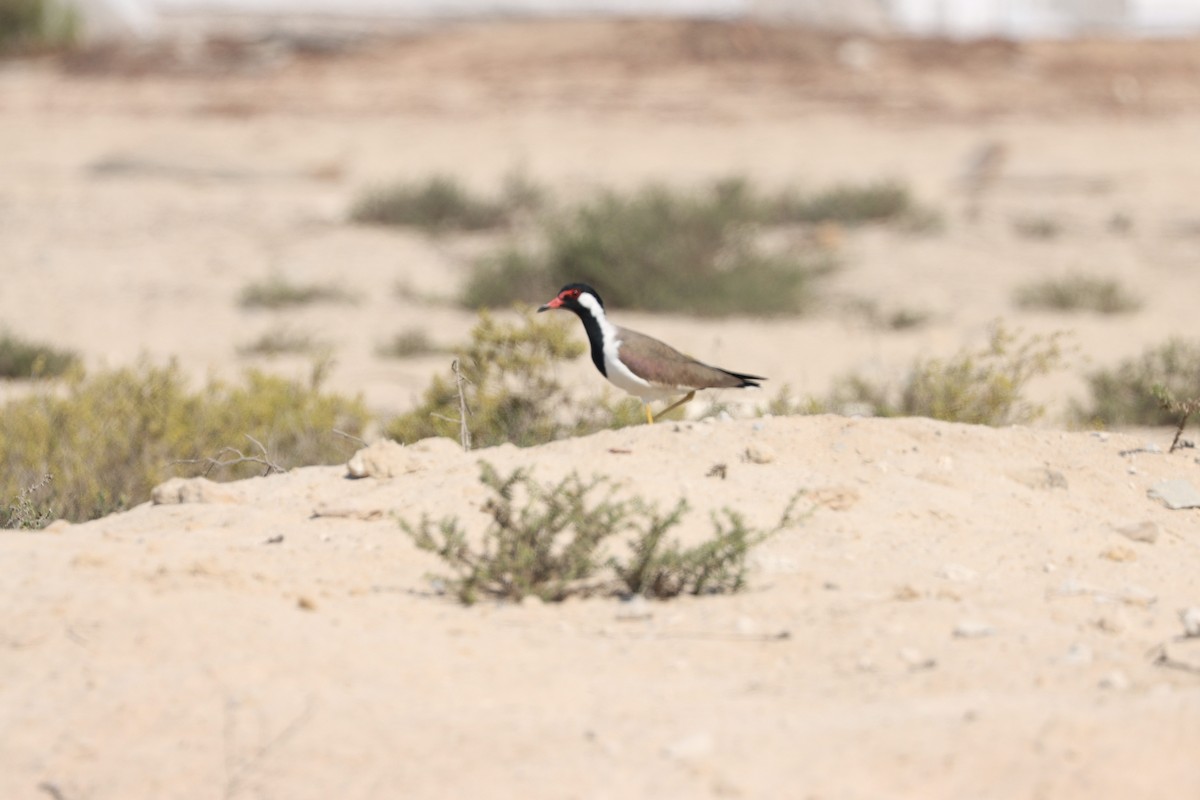 Red-wattled Lapwing - ML645538085