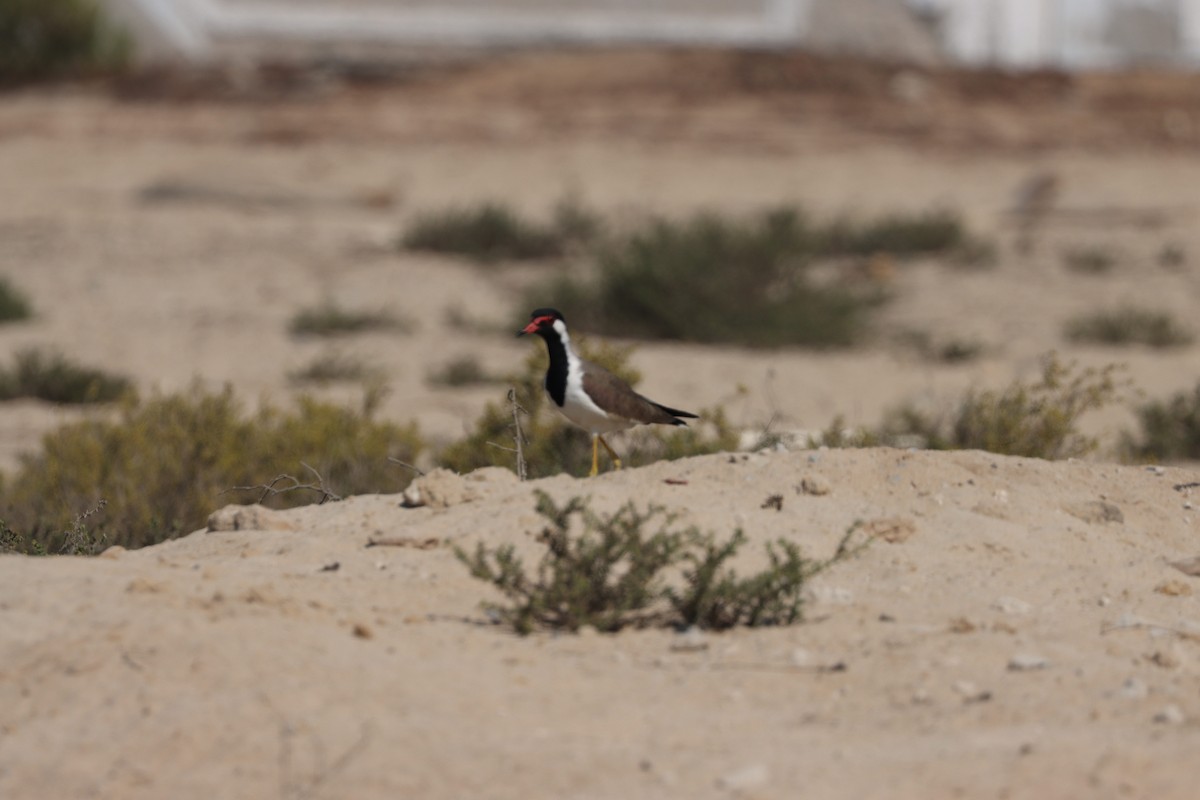 Red-wattled Lapwing - ML645538086