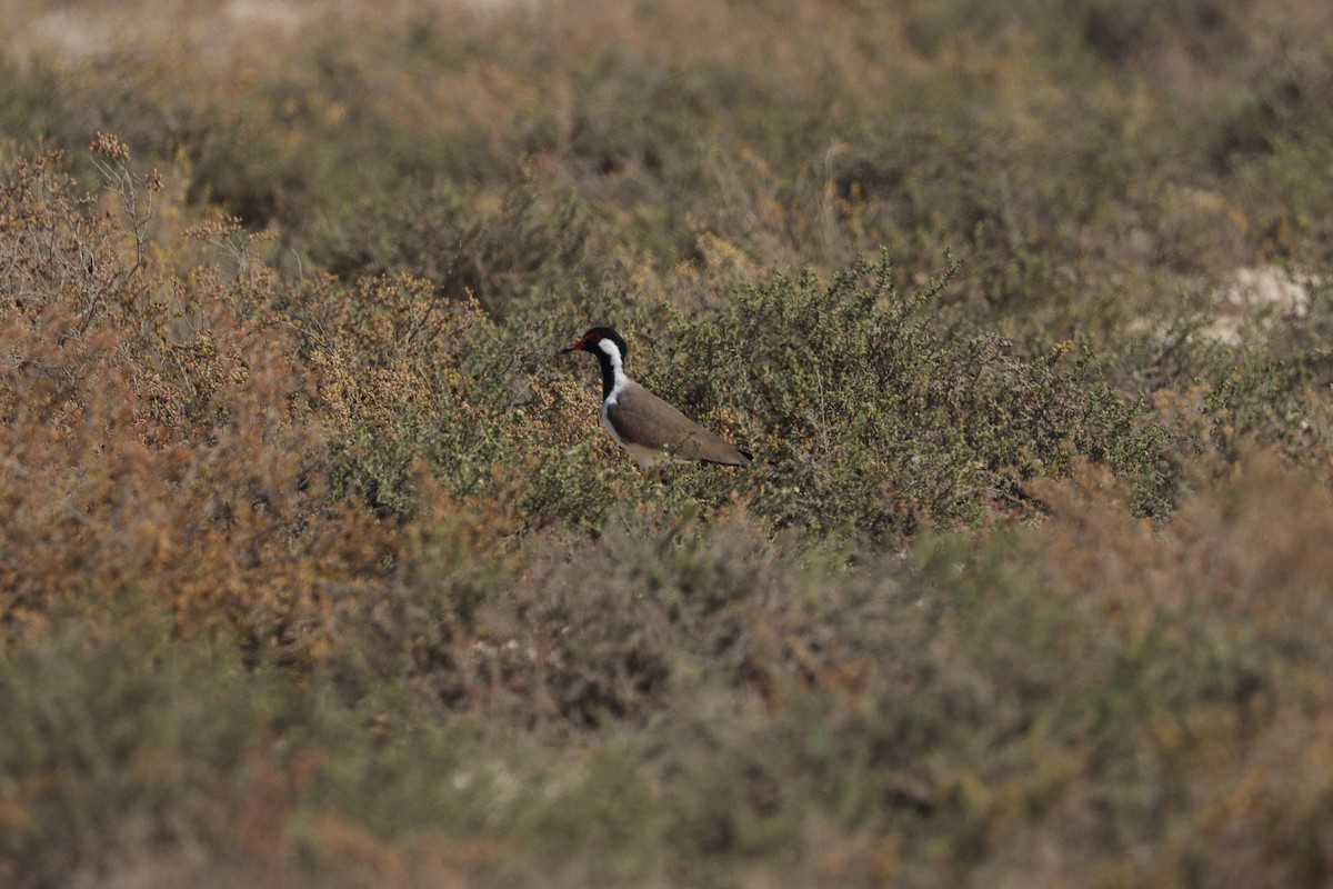 Red-wattled Lapwing - ML645538088