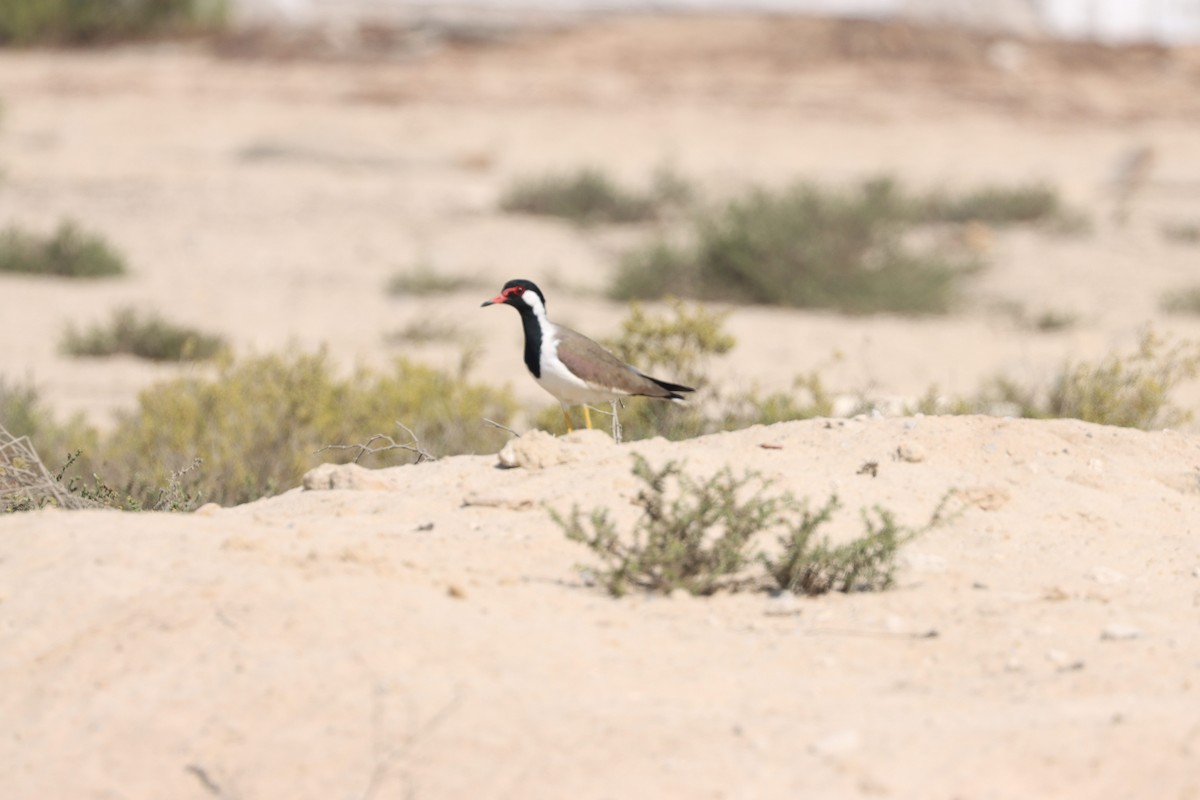 Red-wattled Lapwing - ML645538089