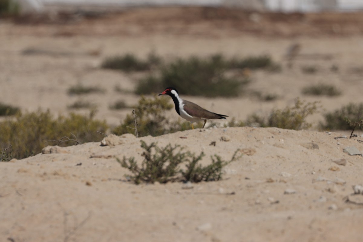 Red-wattled Lapwing - ML645538090
