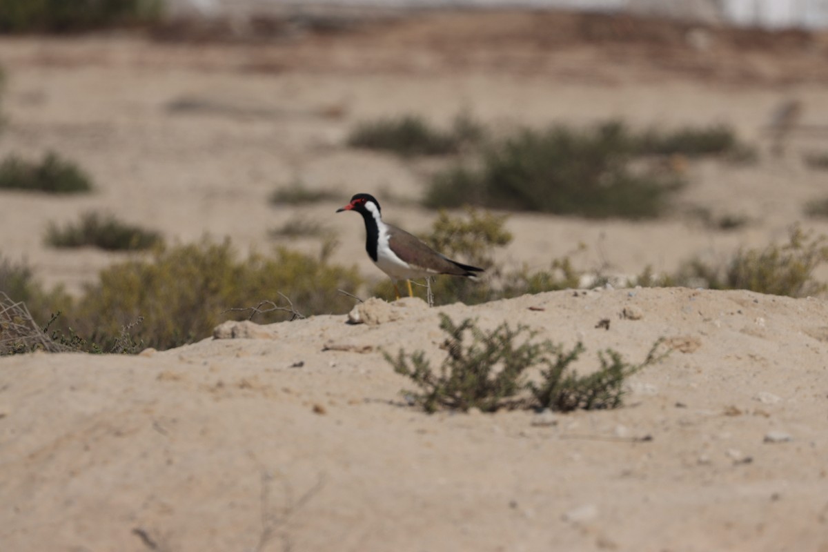 Red-wattled Lapwing - ML645538091