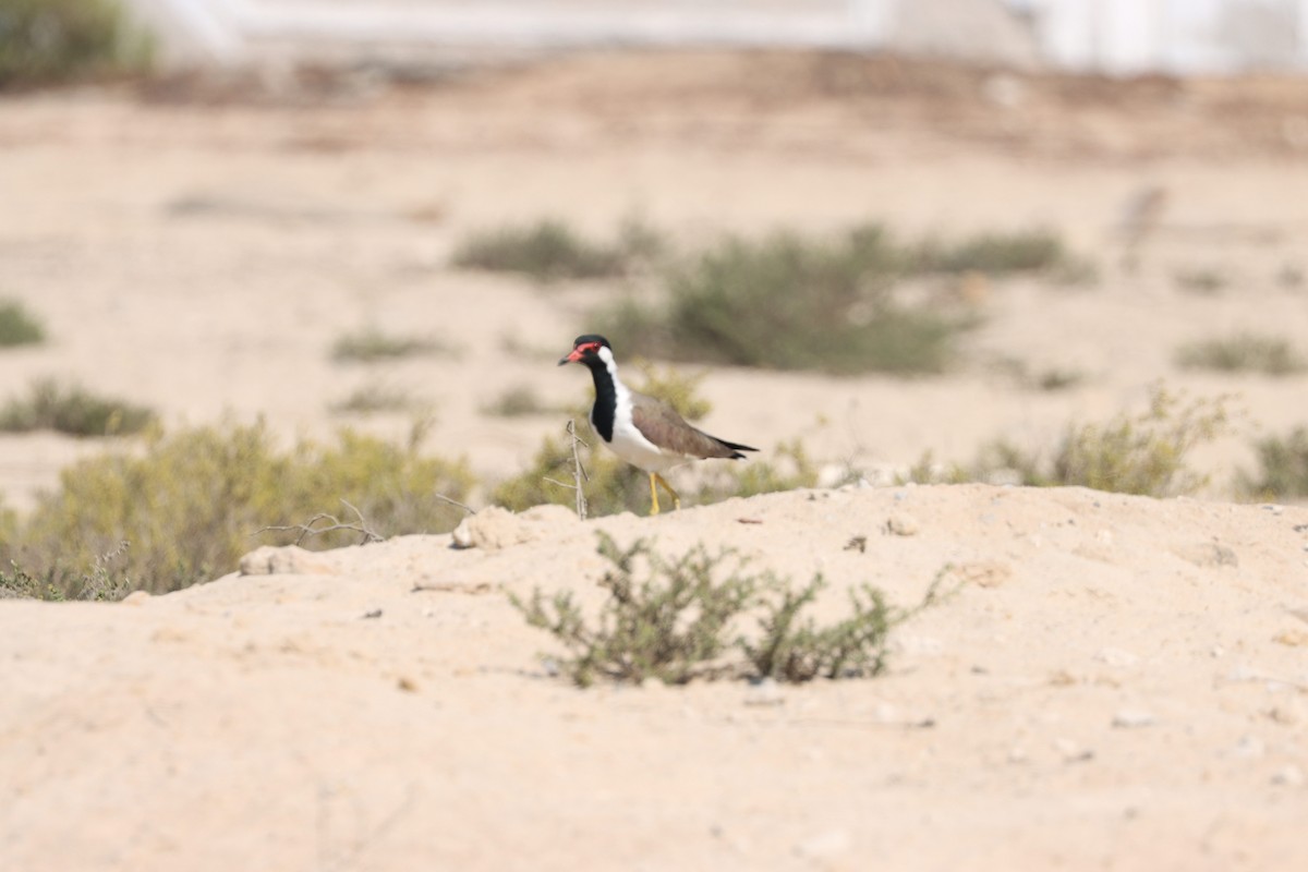Red-wattled Lapwing - ML645538092