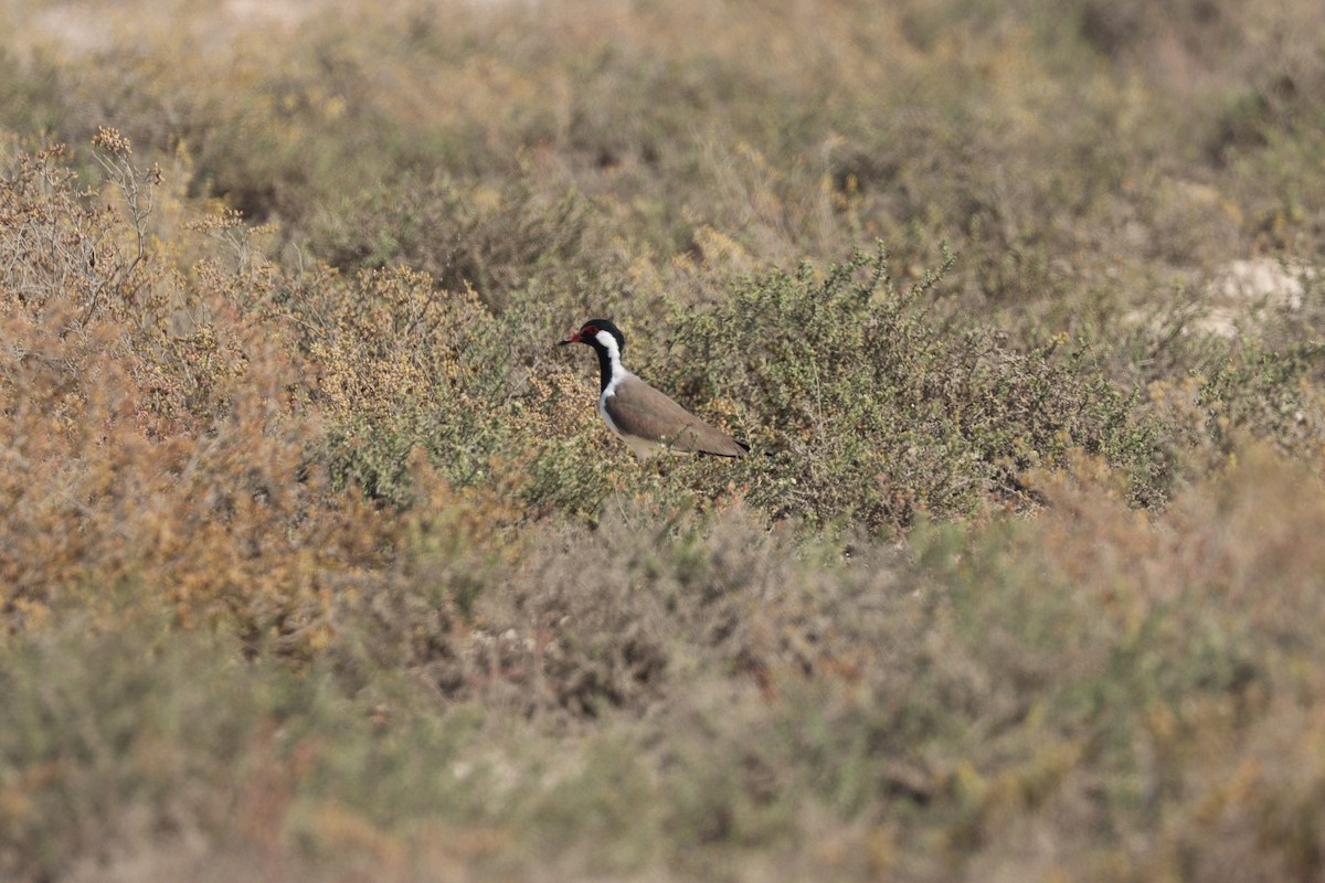 Red-wattled Lapwing - ML645538093