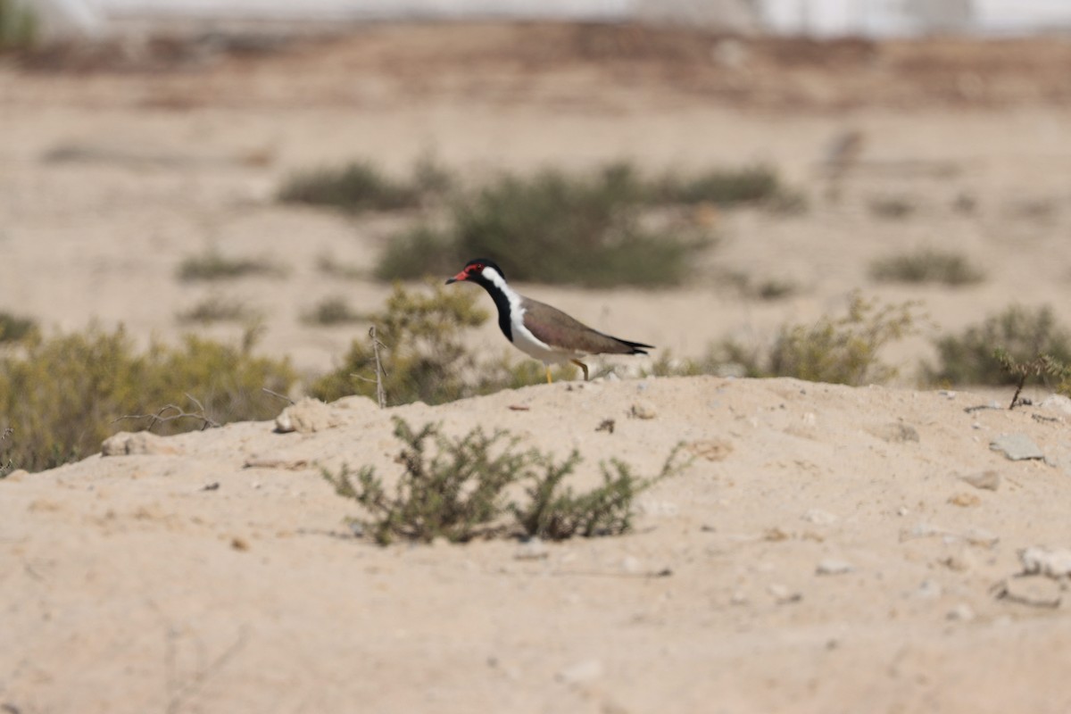 Red-wattled Lapwing - ML645538094