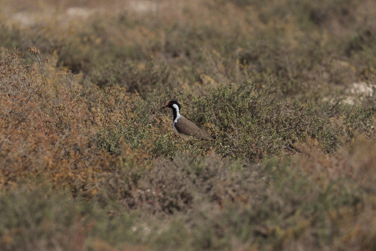 Red-wattled Lapwing - ML645538095