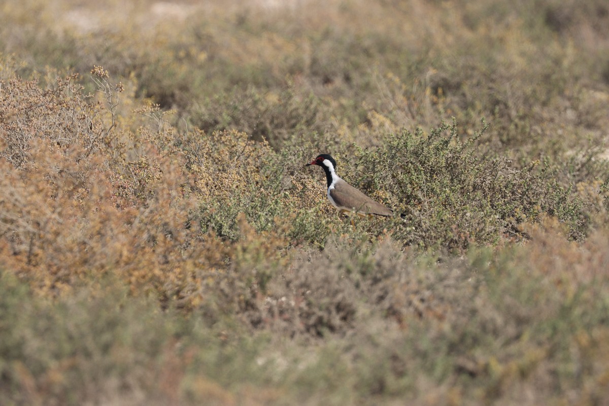 Red-wattled Lapwing - ML645538096