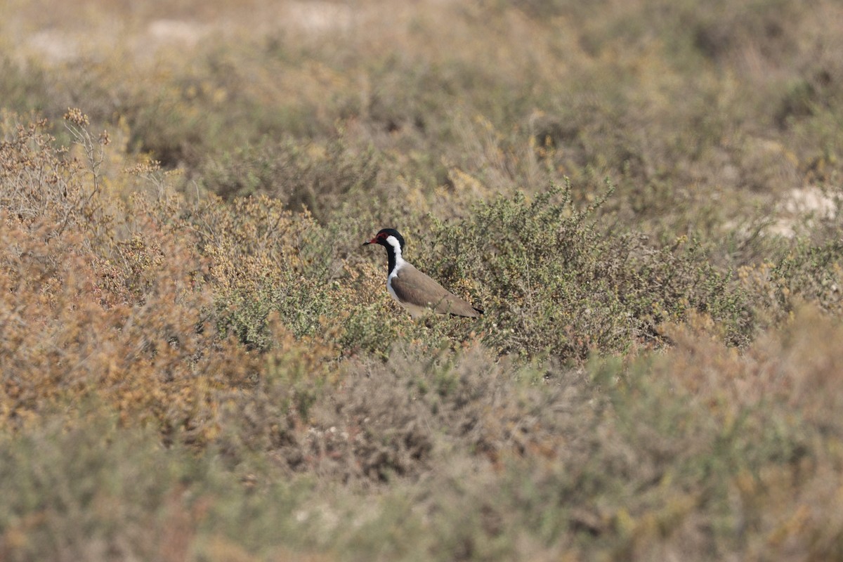 Red-wattled Lapwing - ML645538097