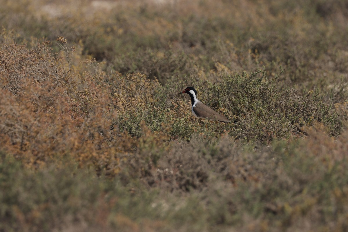 Red-wattled Lapwing - ML645538098