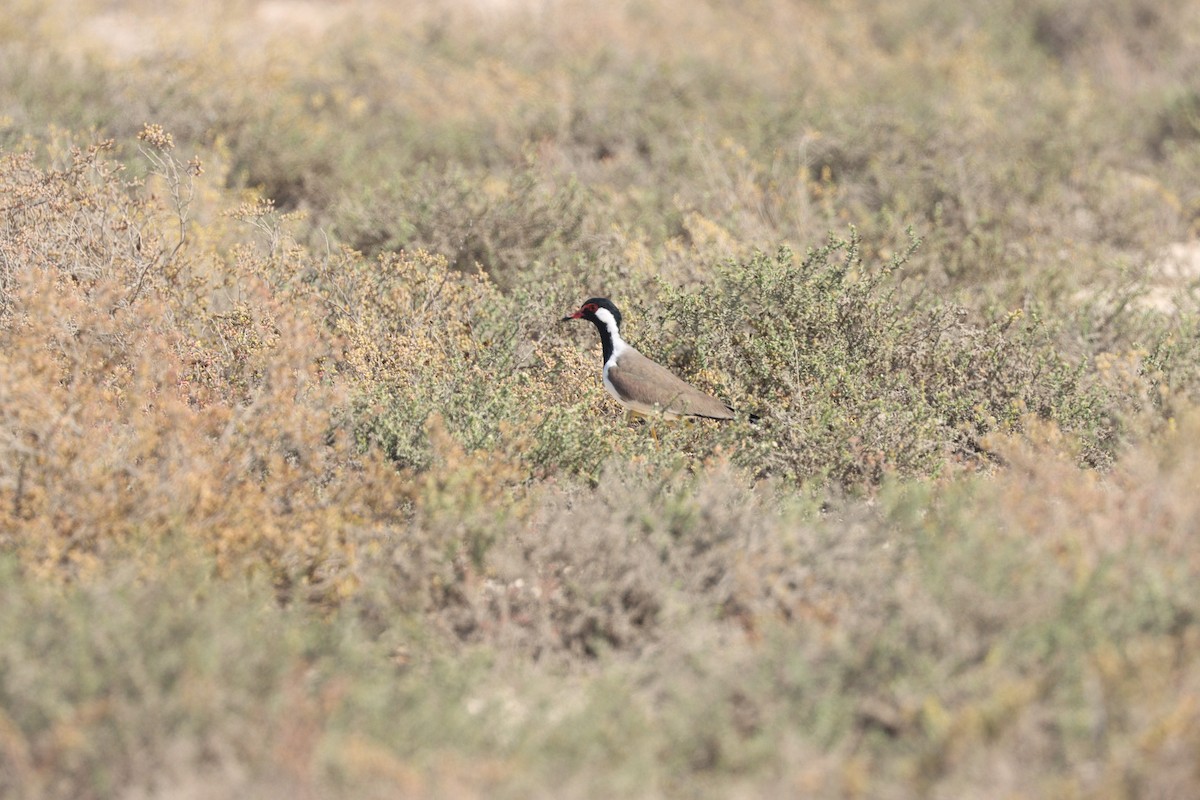 Red-wattled Lapwing - ML645538099