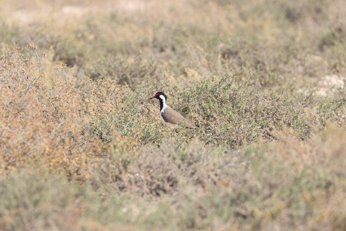 Red-wattled Lapwing - ML645538100