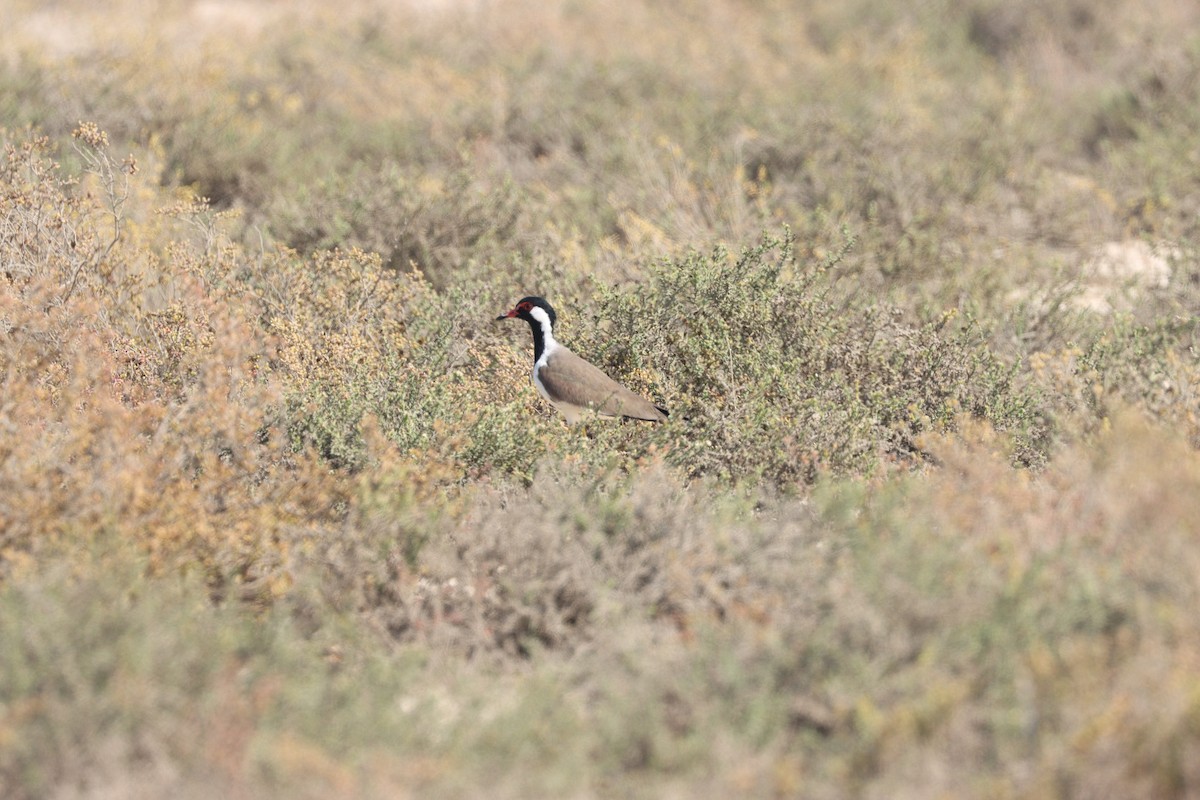 Red-wattled Lapwing - ML645538101