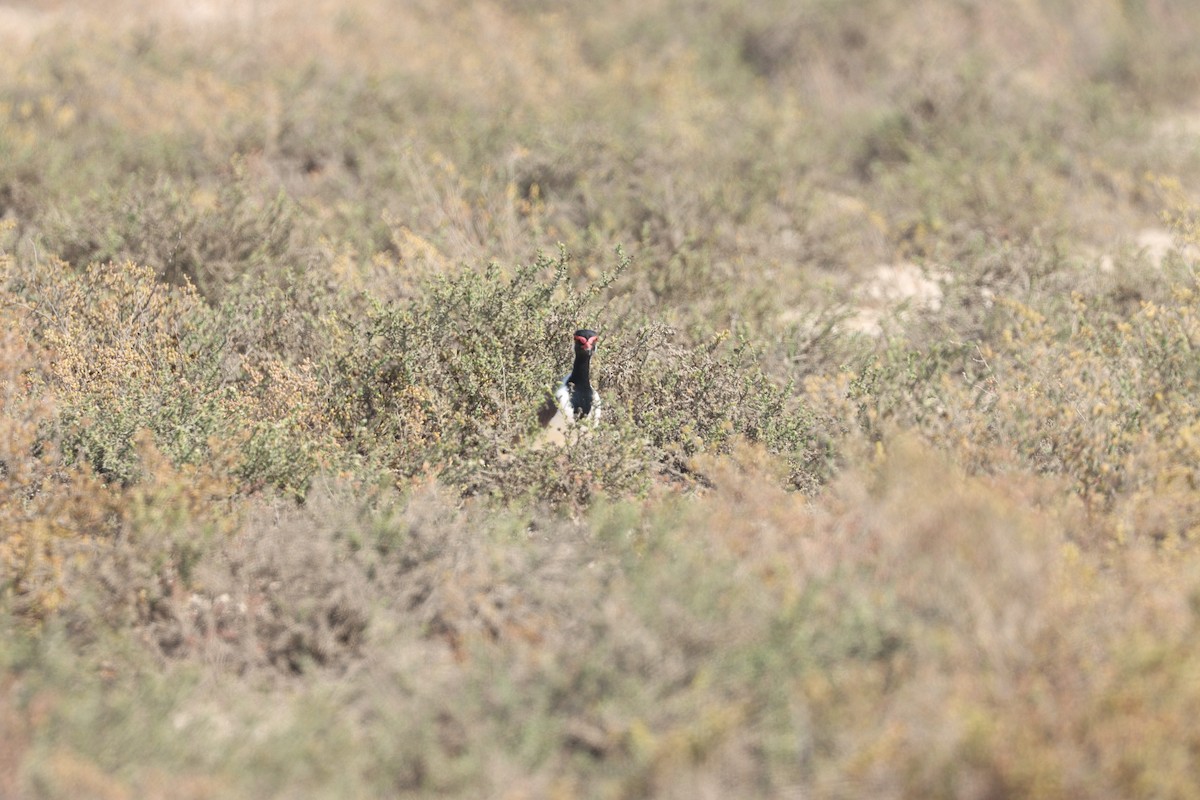 Red-wattled Lapwing - ML645538102