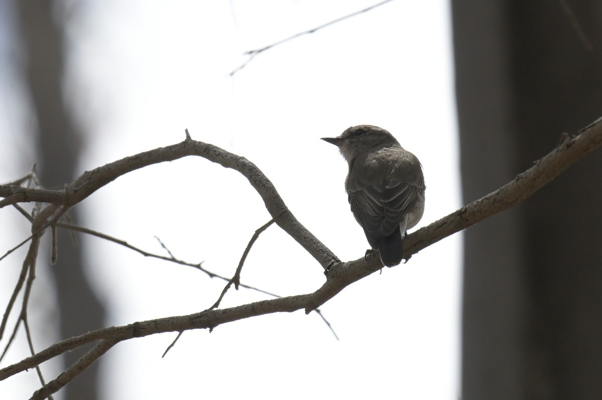 Avustalya Şakıcı Sinekkapanı - ML645538107