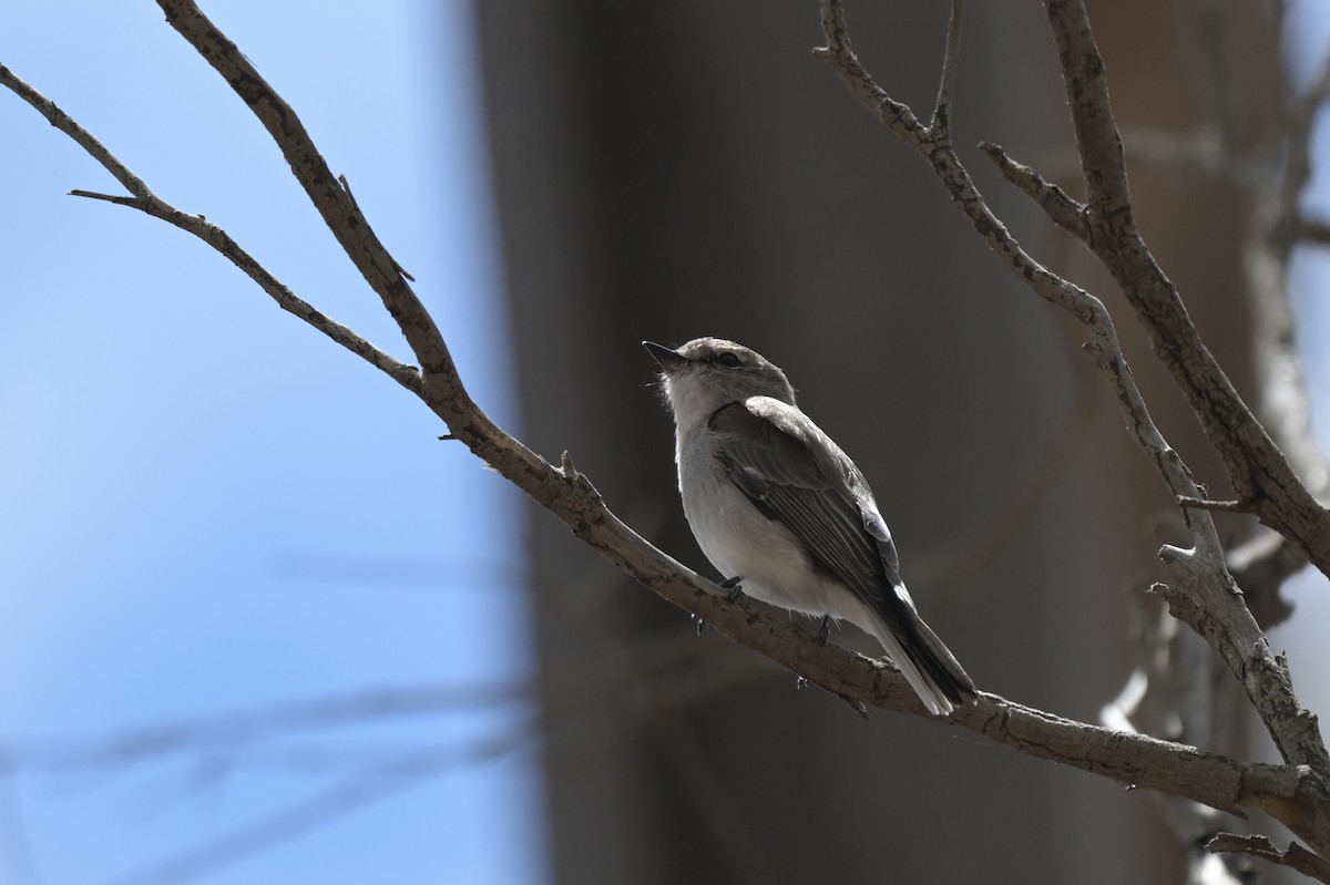 Avustalya Şakıcı Sinekkapanı - ML645538108