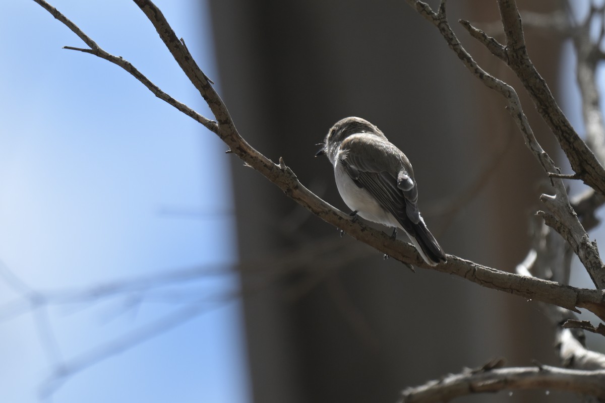 Avustalya Şakıcı Sinekkapanı - ML645538109