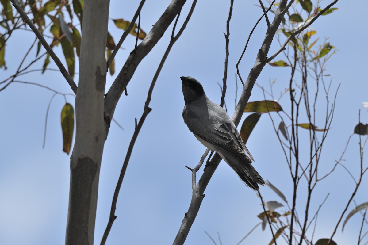 Black-faced Cuckooshrike - ML645538114