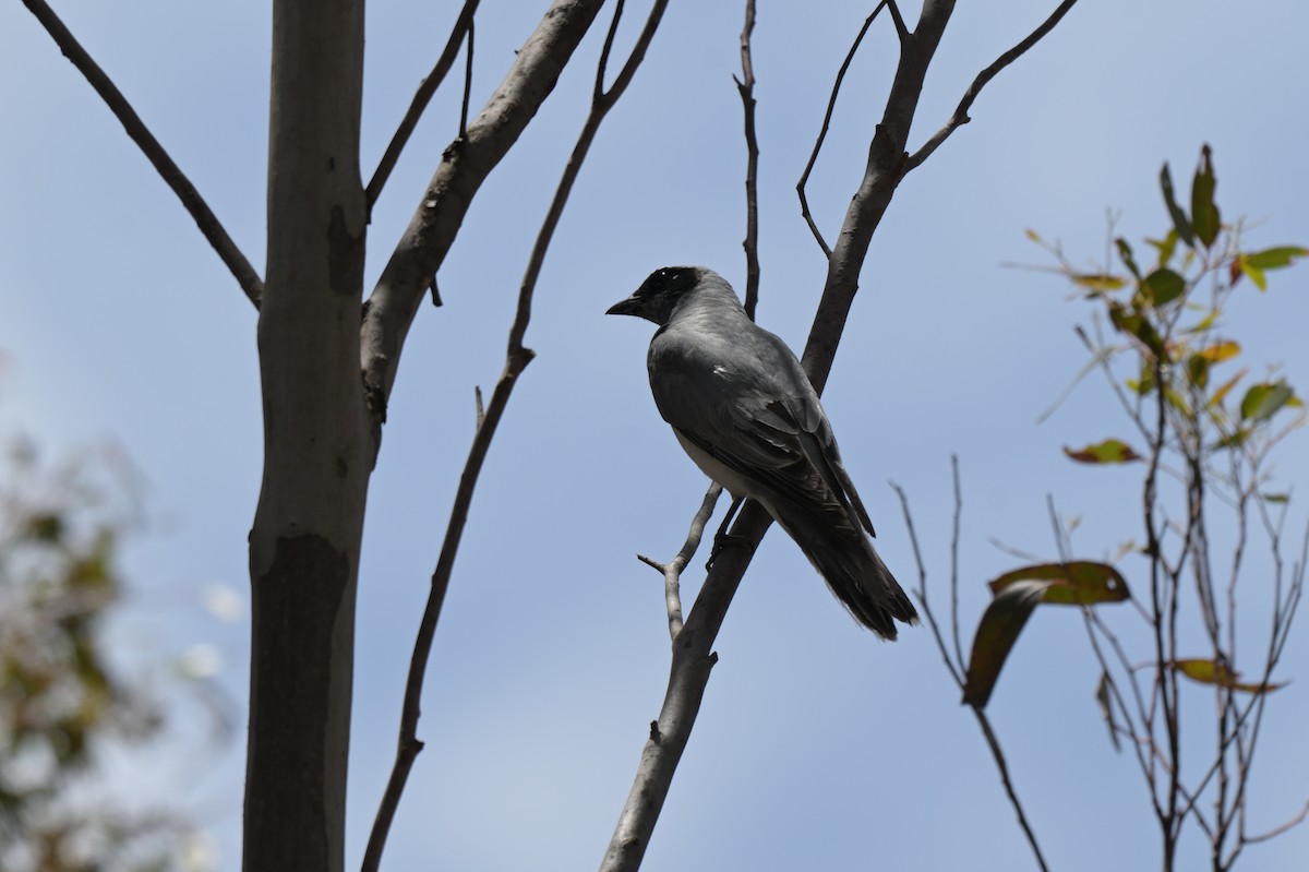 Black-faced Cuckooshrike - ML645538115