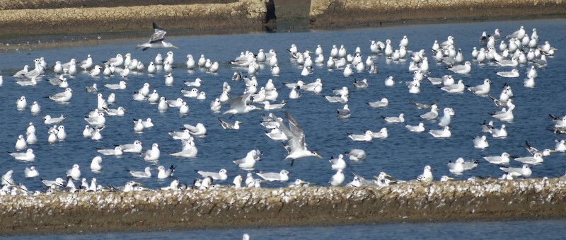 Gaviota Centroasiática - ML645538122