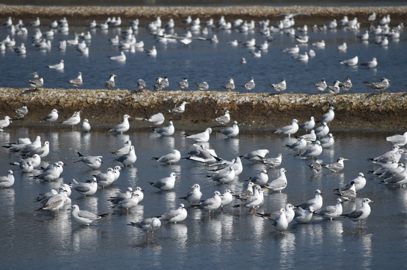 Gaviota Centroasiática - ML645538142