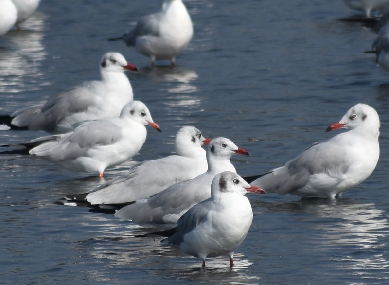 Gaviota Centroasiática - ML645538154