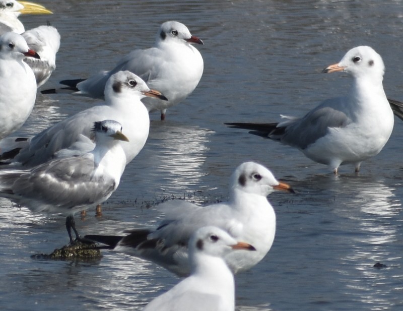 Gaviota Centroasiática - ML645538155