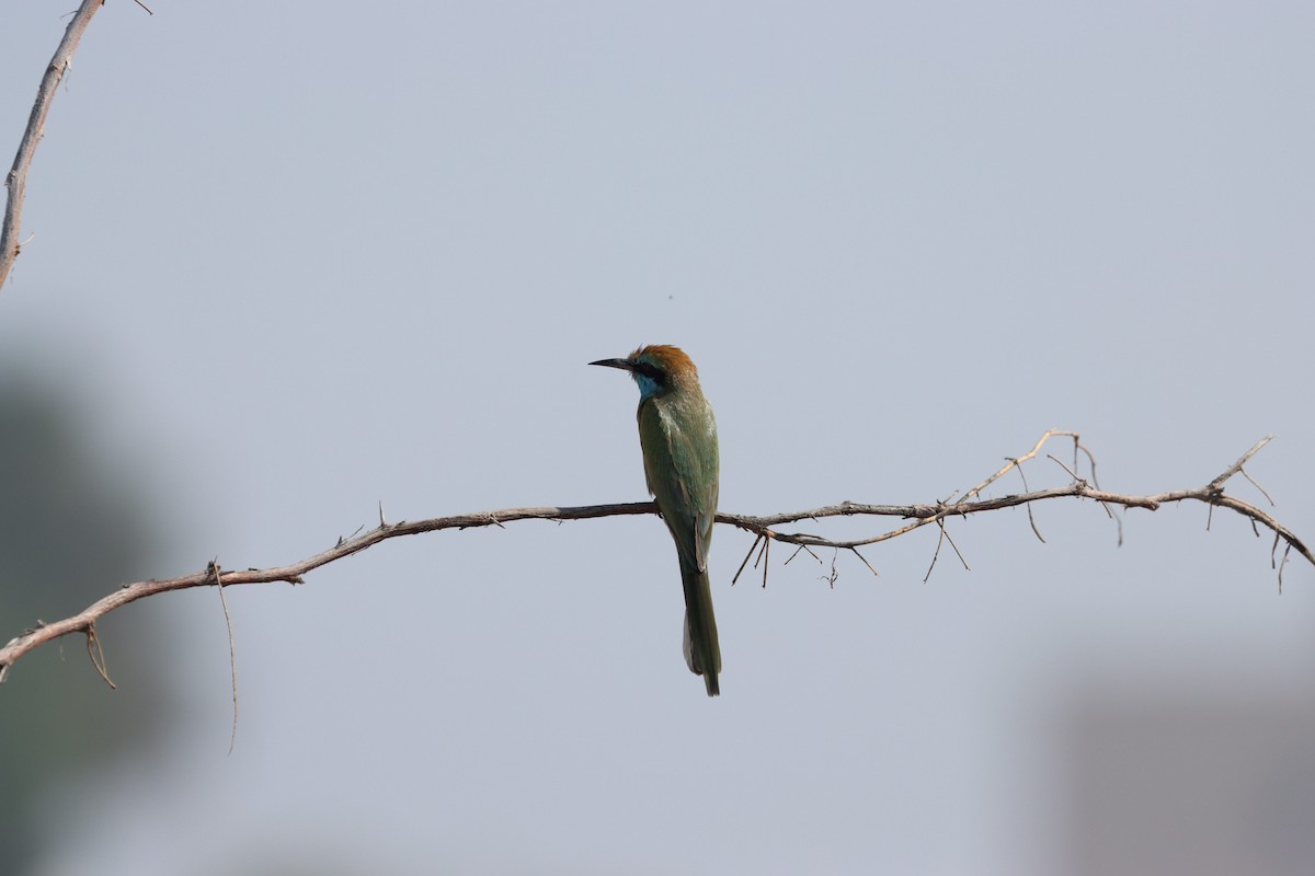 Arabian Green Bee-eater - ML645538156