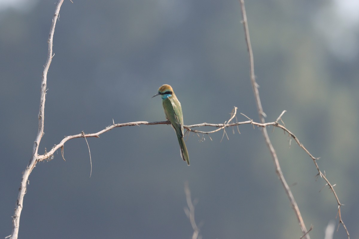 Arabian Green Bee-eater - ML645538157