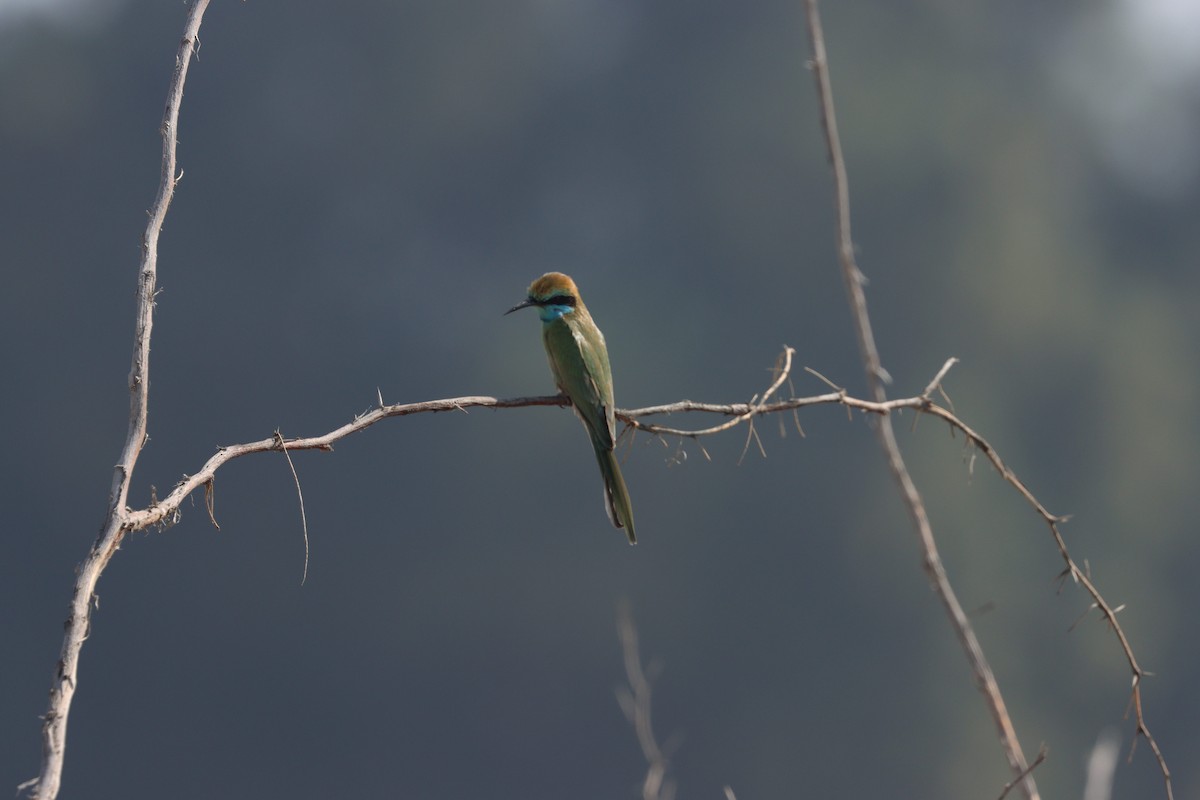 Arabian Green Bee-eater - ML645538158