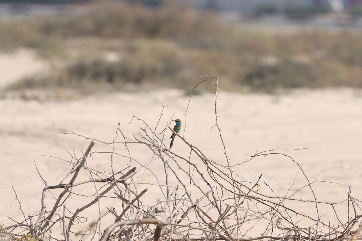 Arabian Green Bee-eater - ML645538159