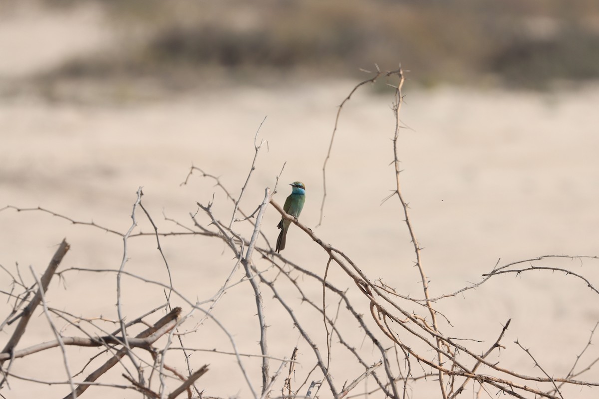 Arabian Green Bee-eater - ML645538160