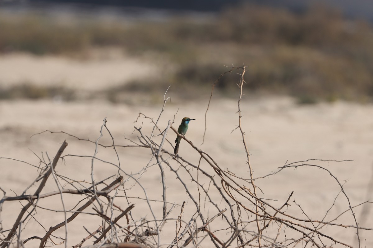 Arabian Green Bee-eater - ML645538161