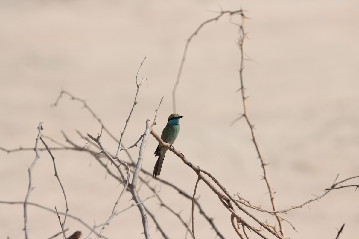 Arabian Green Bee-eater - ML645538162