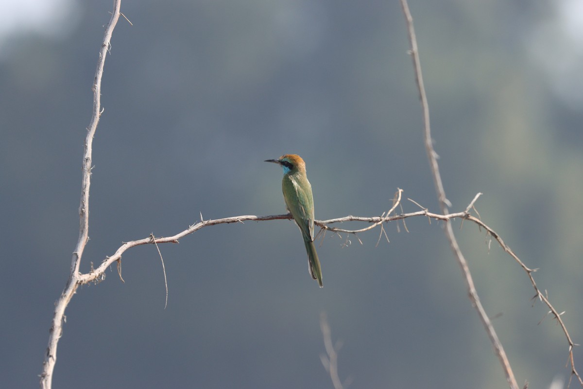 Arabian Green Bee-eater - ML645538163