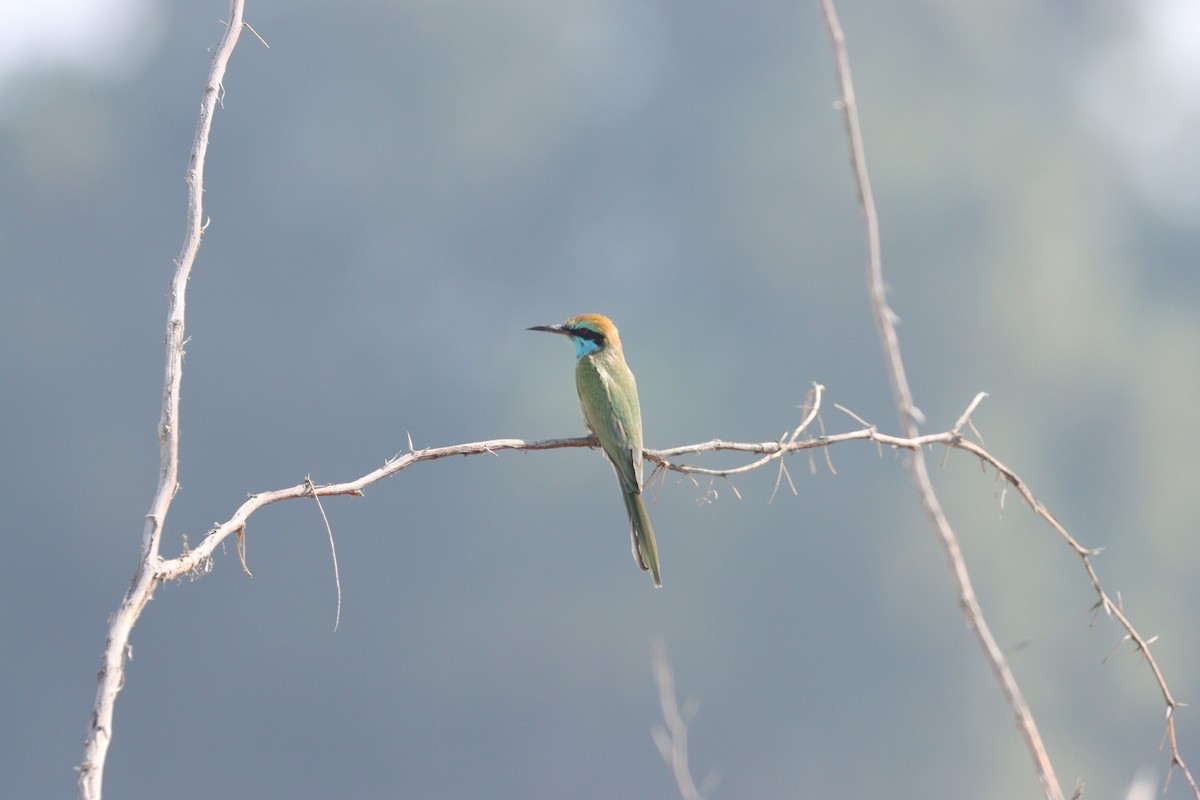 Arabian Green Bee-eater - ML645538164