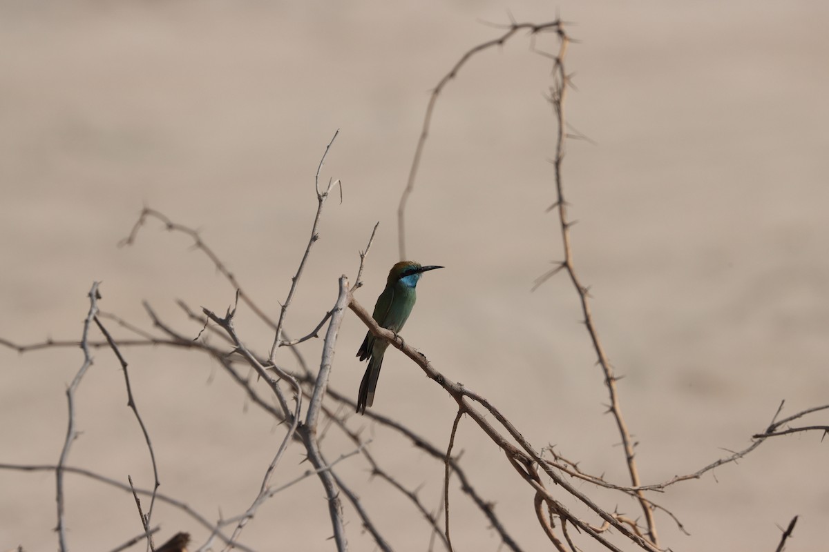 Arabian Green Bee-eater - ML645538165