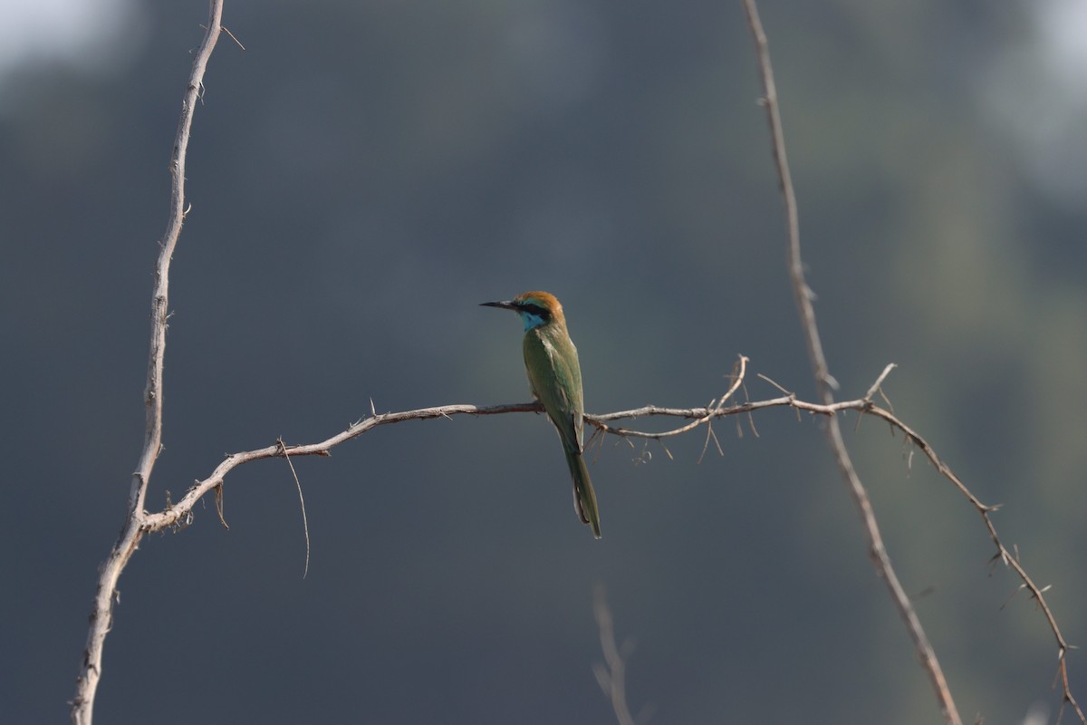 Arabian Green Bee-eater - ML645538166