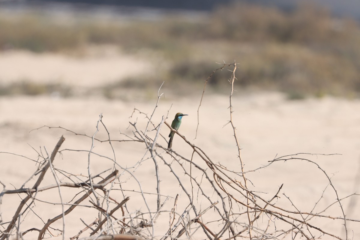 Arabian Green Bee-eater - ML645538167