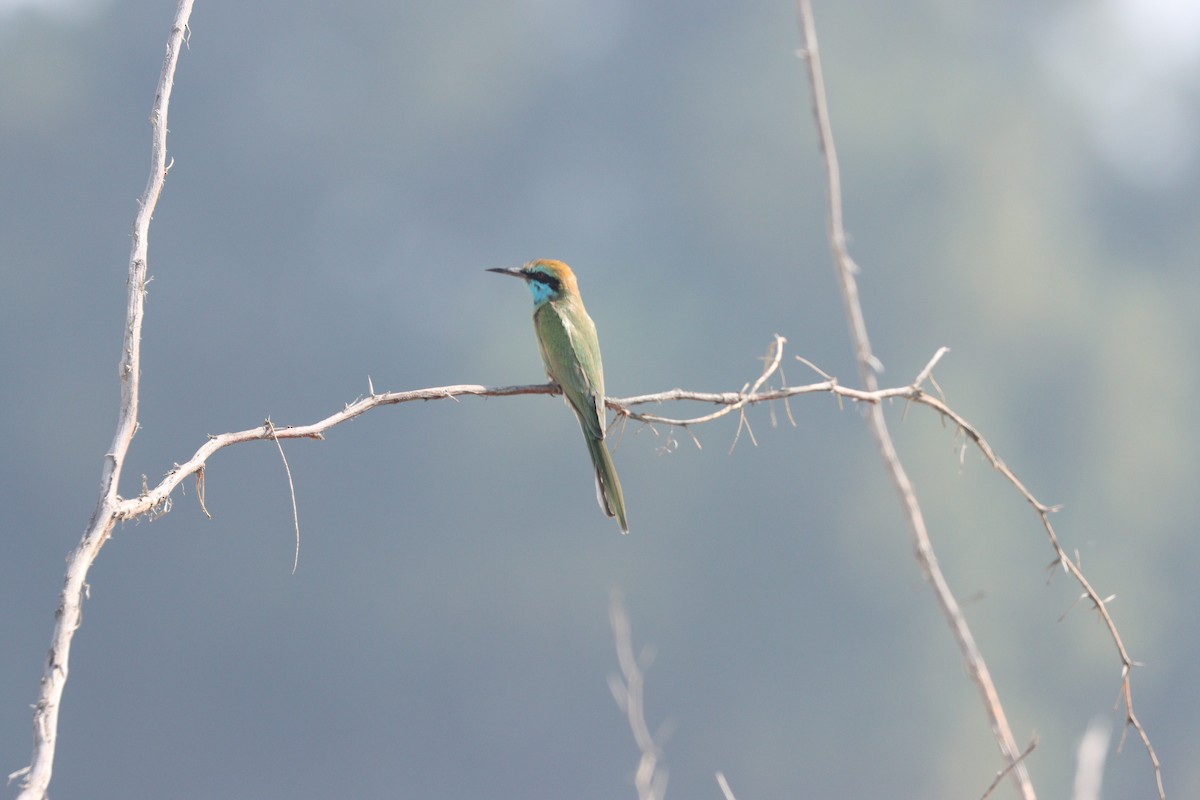 Arabian Green Bee-eater - ML645538168