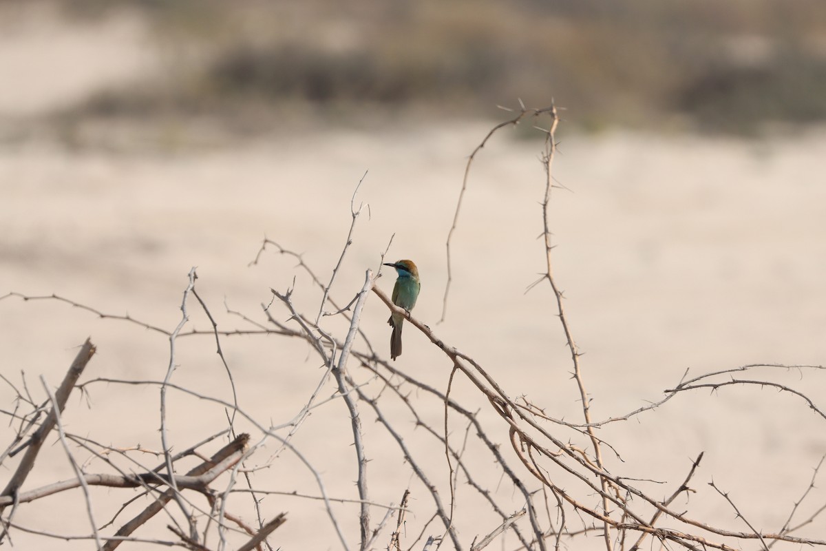Arabian Green Bee-eater - ML645538169